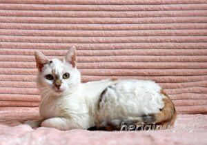 Кошка Лола приют Беригиня