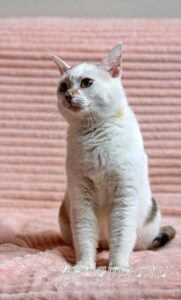 Кошка Лола приют Беригиня