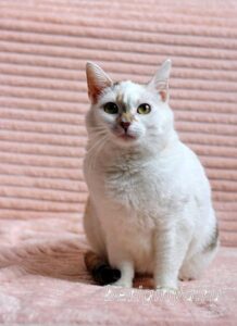 Кошка Лола приют Беригиня