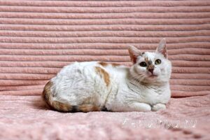 Кошка Лола приют Беригиня
