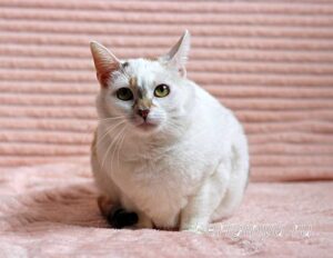 Кошка Лола приют Беригиня