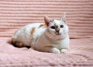 Кошка Лола приют Беригиня