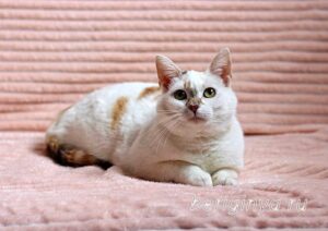 Кошка Лола приют Беригиня
