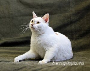 Кошка Лола приют Беригиня