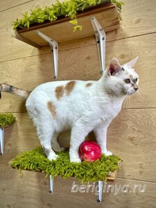 Кошка Лола приют Беригиня