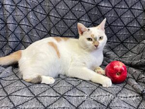 Кошка Лола приют Беригиня
