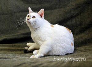 Кошка Лола приют Беригиня