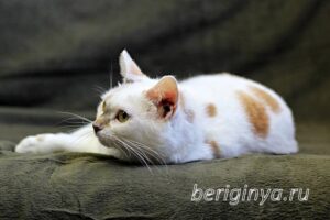 Кошка Лола приют Беригиня