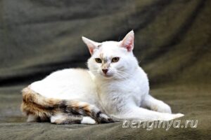 Кошка Лола приют Беригиня