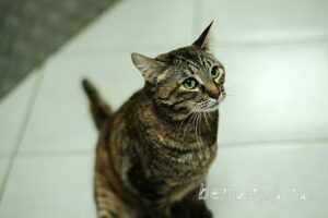 Кошка Луна приют Беригиня
