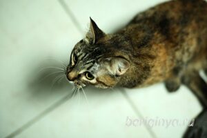 Кошка Луна приют Беригиня