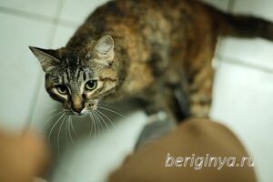 Кошка Луна приют Беригиня