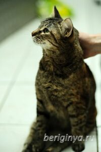 Кошка Луна приют Беригиня