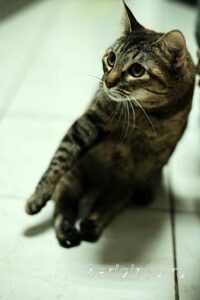 Кошка Луна приют Беригиня