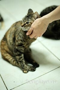 Кошка Луна приют Беригиня