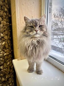 Кошка Мака приют Беригиня