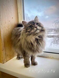 Кошка Мака приют Беригиня