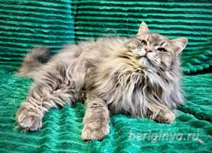 Кошка Мака приют Беригиня