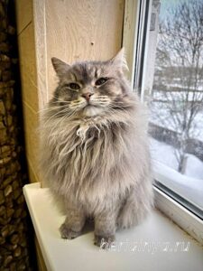 Кошка Мака приют Беригиня