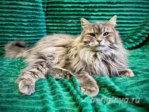 Кошка Мака приют Беригиня