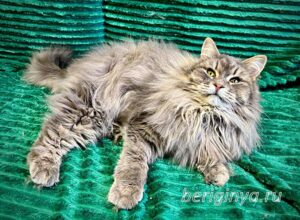 Кошка Мака приют Беригиня