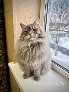 Кошка Мака приют Беригиня