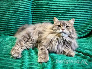 Кошка Мака приют Беригиня