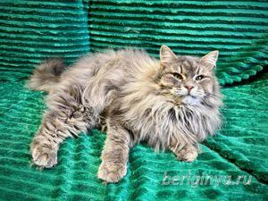 Кошка Мака приют Беригиня