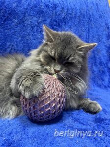 Кошка Мака приют Беригиня