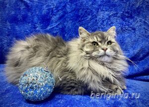 Кошка Мака приют Беригиня