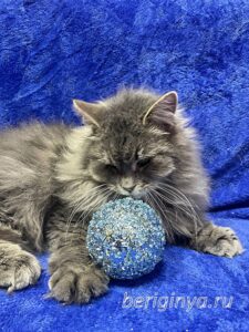 Кошка Мака приют Беригиня