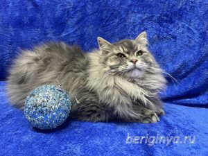 Кошка Мака приют Беригиня
