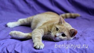 Кошка Ману приют Беригиня