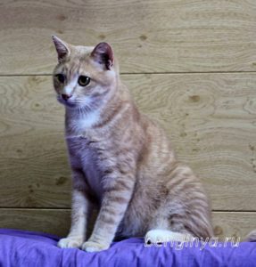 Кошка Ману приют Беригиня