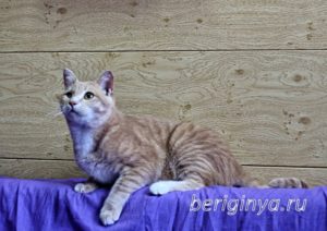 Кошка Ману приют Беригиня