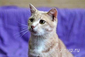 Кошка Ману приют Беригиня