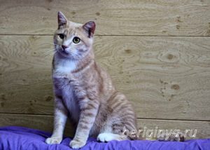 Кошка Ману приют Беригиня