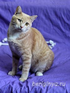 Кошка Ману приют Беригиня