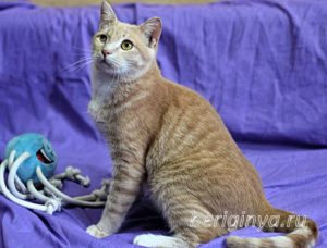 Кошка Ману приют Беригиня