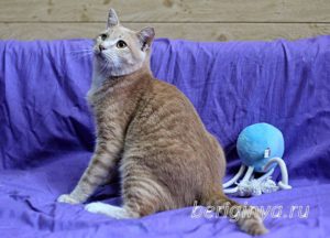 Кошка Ману приют Беригиня