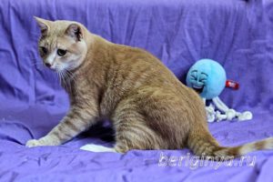 Кошка Ману приют Беригиня