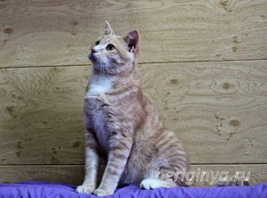 Кошка Ману приют Беригиня