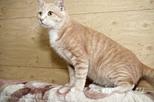 Кошка Ману приют Беригиня
