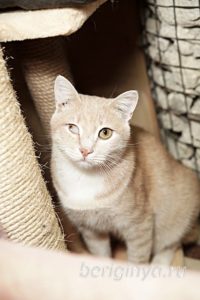 Кошка Ману приют Беригиня