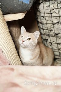Кошка Ману приют Беригиня