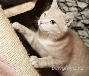 Кошка Ману приют Беригиня