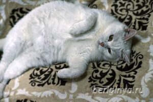 Кошка Марта приют Беригиня