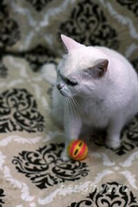 Кошка Марта приют Беригиня