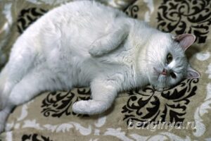 Кошка Марта приют Беригиня