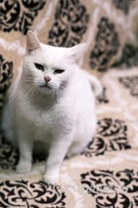 Кошка Марта приют Беригиня